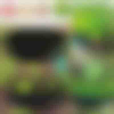 Ekologická záhrada pre vaše rastliny | PLANTIE